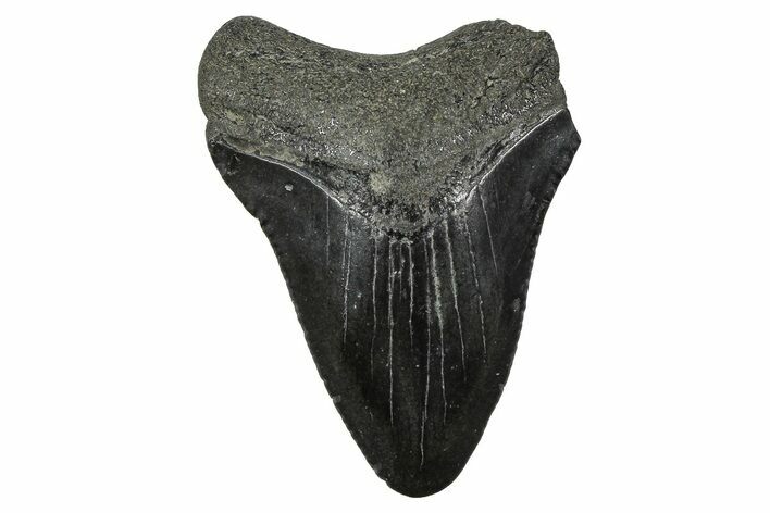 Juvenile Megalodon Tooth - South Carolina #375901